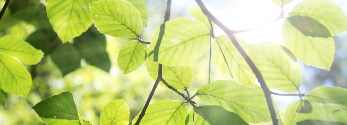 Energie - Motiv Blätter